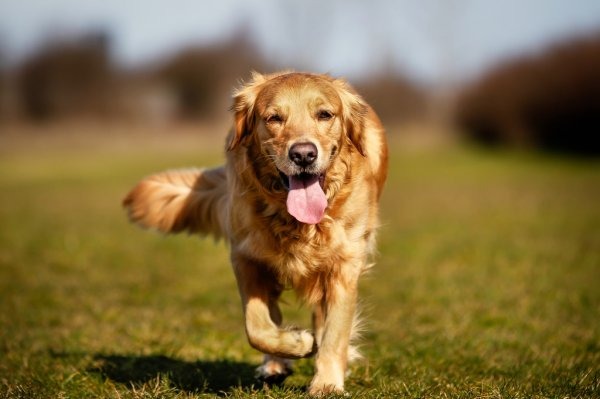 Best Pet Care Services in NYC