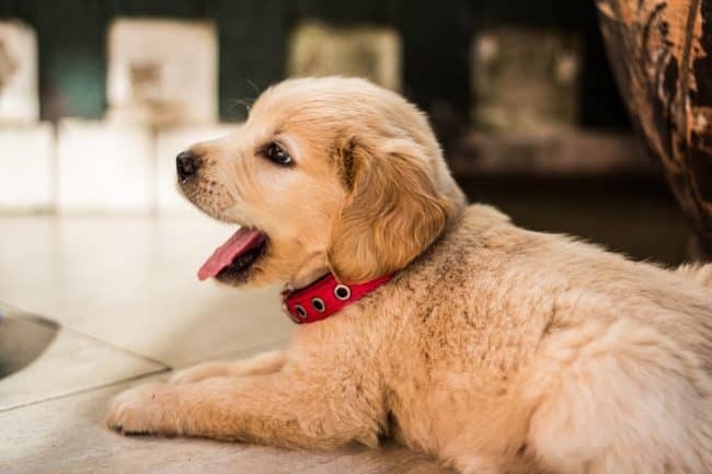 Best Puppy Sitters in NYC | Puppy Sitting Near Me | Four Bare Paws