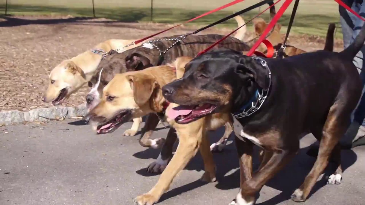 Best Dog Walker Upper East Side Dog Walker Brooklyn Four Bare Paws
