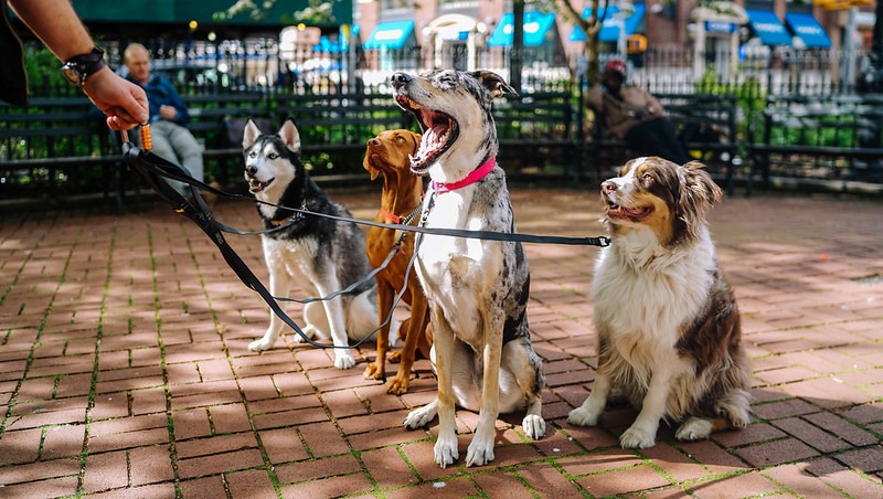 Group Dog Walks in NYC
